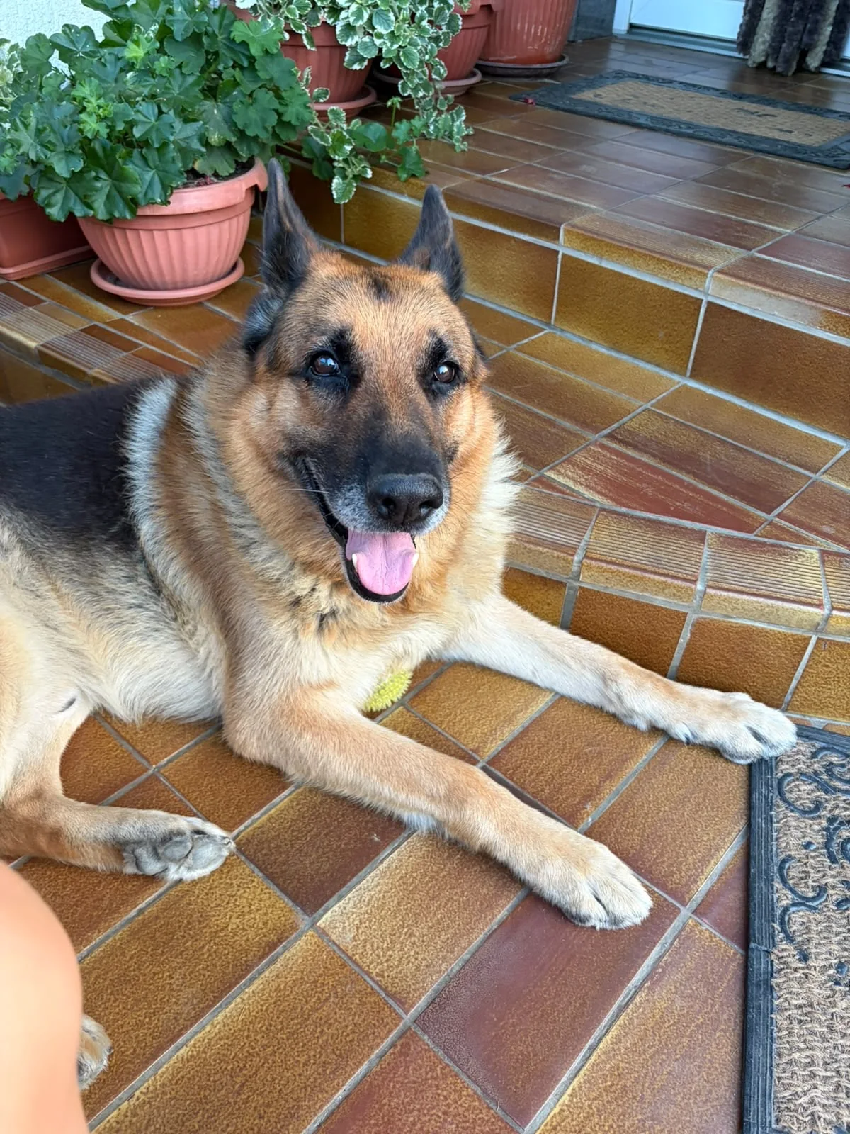 Bonni leži na terasi i smiješi se